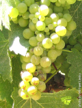Viognier-grape-photo