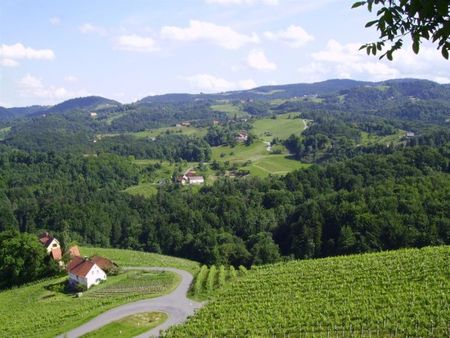 Wine growing country Leutschach in spring